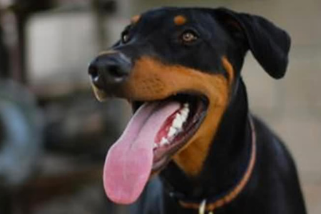 ���еĹ����пڳ�����ô��