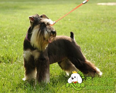 如何让宠物远离肾结石病状