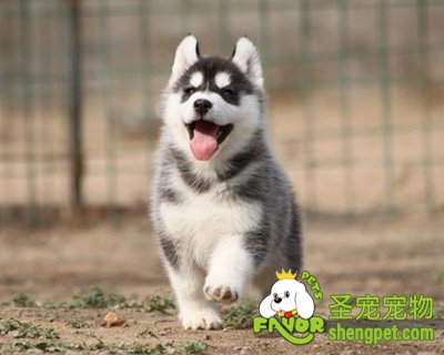 狗狗有过敏性皮炎该怎么办