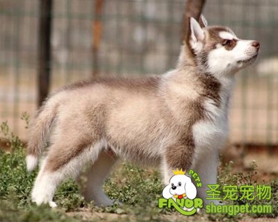 ��ʿ�����ݵ���ȱ������Щ