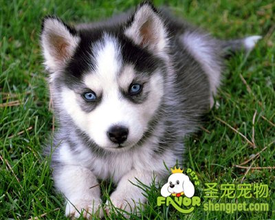 ���������ߵ�ע������