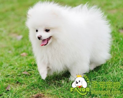 ����Ȯ���ݵĻ�������