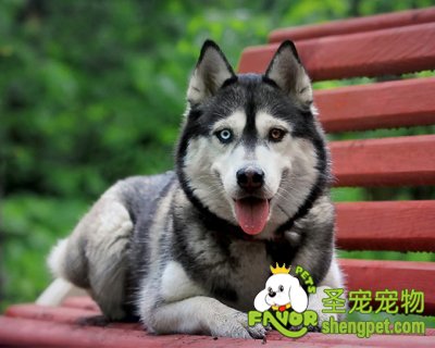 ����Ƥм������ԭ���Լ���������