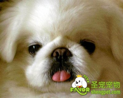 狗狗常见的口腔疾病有哪些