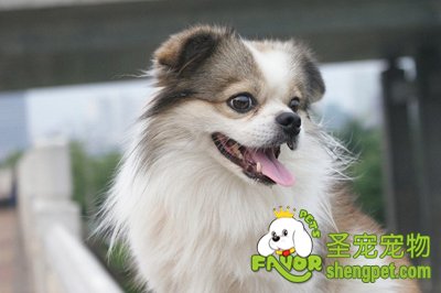 狗狗常见的口腔疾病有哪些