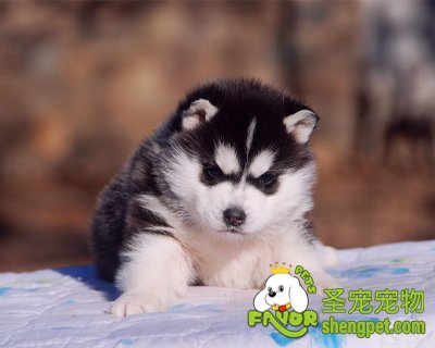 ��ô��ѡѪͳ�����Ĺ�ʿ��