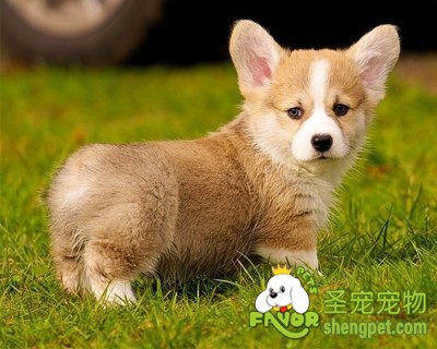 狗狗的传染性肝炎有哪些症状