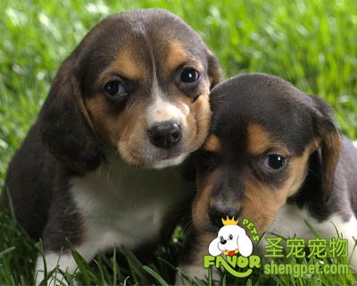 ��Ȯ����ʳ��ע����������Щ