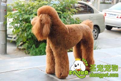 ���Ȯ��μ�ë�����