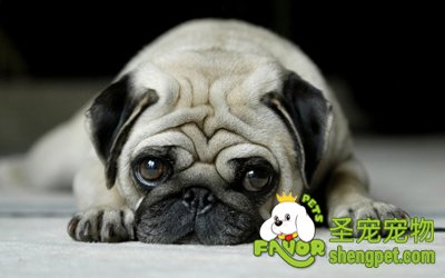 �����ѡ�����İ͸�Ȯ