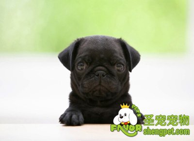 ������Ƥ��������ô����