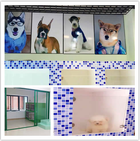 圣宠宠物台州景元西苑店开业优惠活动