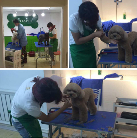 圣宠宠物呼和浩特雅阁星城店店图6