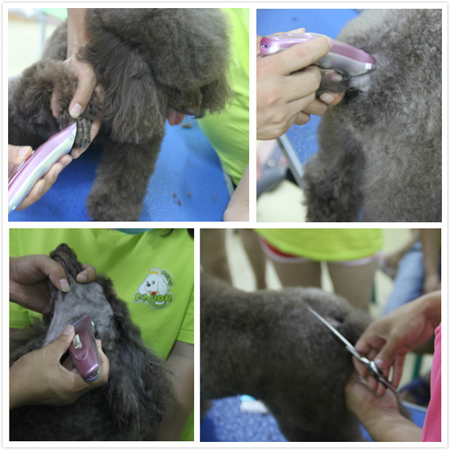 黄伟老师对贵宾犬运动装脚底毛、臀部等部位详细讲解