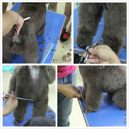 黄伟老师对贵宾犬运动装背线、前胸、腿部等部位详细讲解