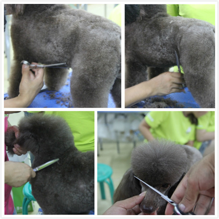 黄伟老师对贵宾犬运动装腹线、头部等部位详细讲解