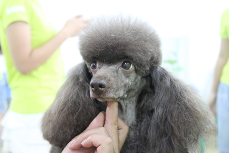 黄伟老师对贵宾犬运动装腹线、头部等部位详细讲解