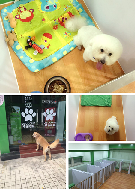 圣宠宠物重庆富悦海沁店开业现场2