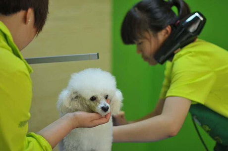 圣宠宠物店盛大开业图10