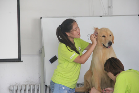 25期学员为金毛犬清理耳朵