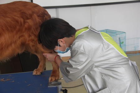 25期学员金毛犬美容实操练习