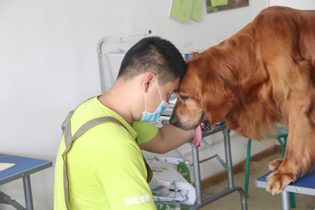 25期学员与金毛犬交流感情