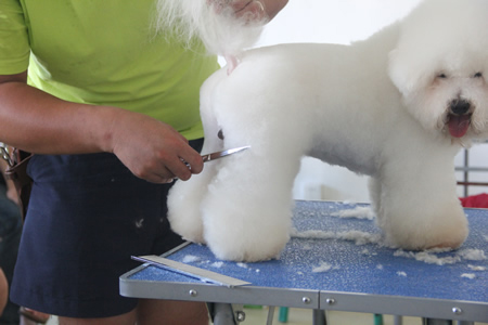 25期比熊犬后腿修剪示范讲解