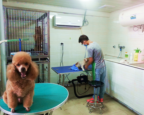 圣宠遵义县万寿广场宠物店宠物美容区