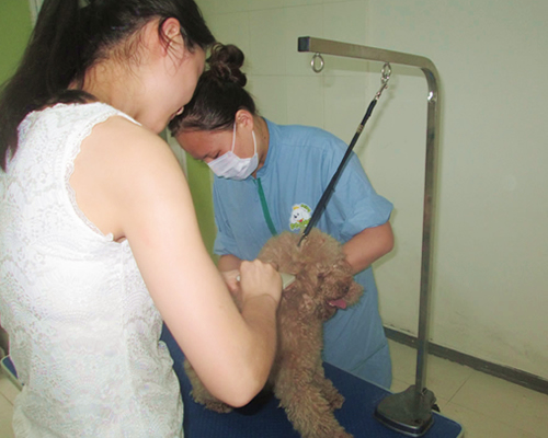 圣宠蚌埠固镇宠物店宠物美容区