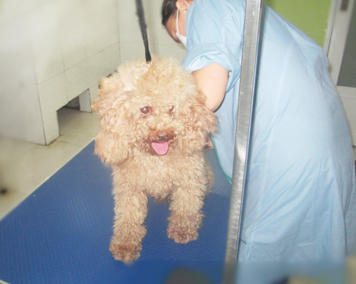 圣宠蚌埠固镇宠物店宠物美容区