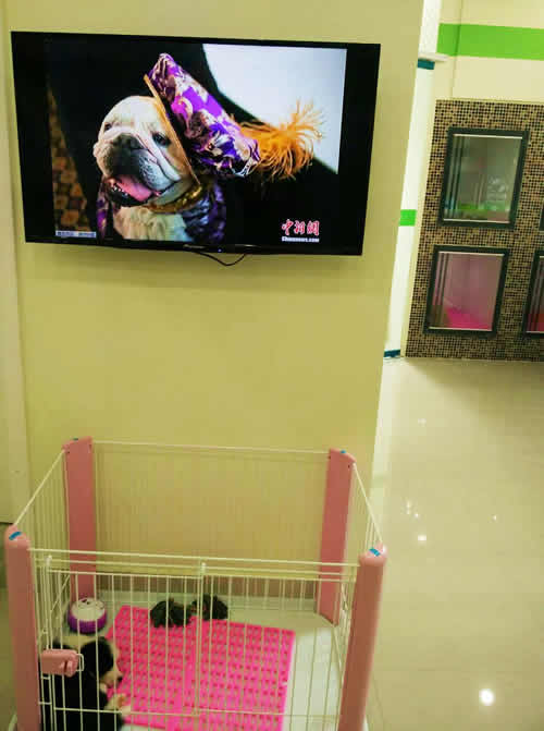 圣宠上海东绣路宠物店寄养区