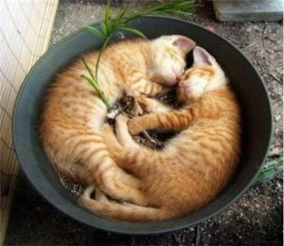 可爱猫咪的各种睡姿，真是销魂~