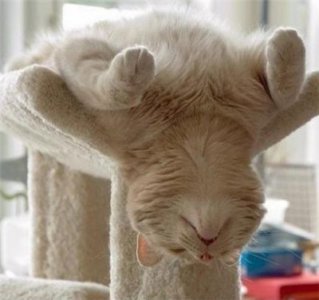 可爱猫咪的各种睡姿，真是销魂~