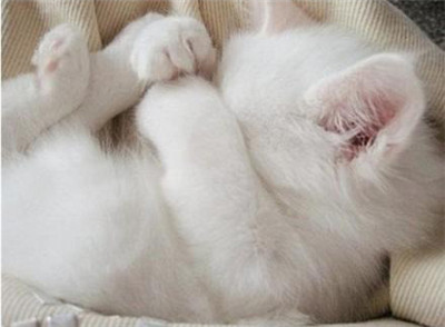 可爱猫咪的各种睡姿，真是销魂~