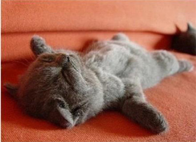 可爱猫咪的各种睡姿，真是销魂~