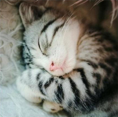 可爱猫咪的各种睡姿，真是销魂~