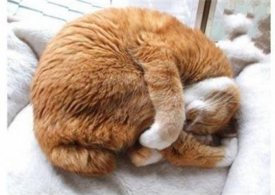 可爱猫咪的各种睡姿，真是销魂~