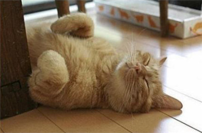 可爱猫咪的各种睡姿，真是销魂~