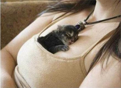 可爱猫咪的各种睡姿，真是销魂~