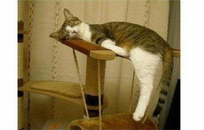 可爱猫咪的各种睡姿，真是销魂~