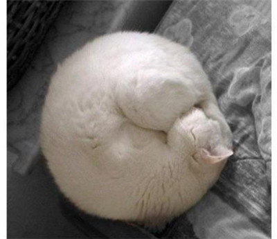 可爱猫咪的各种睡姿，真是销魂~