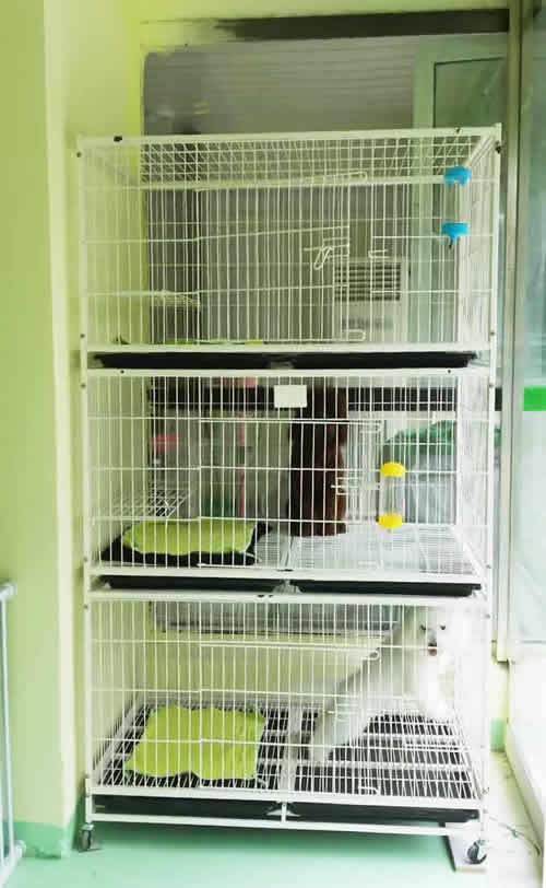 圣宠蚌埠固镇浍河路宠物连锁店