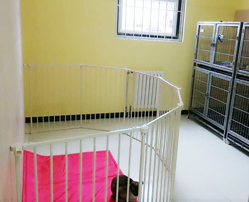 圣宠宠物张家口凤凰城店