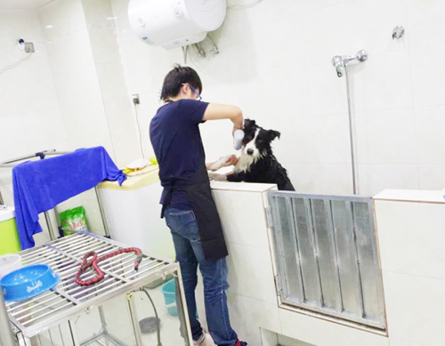 圣宠宠物义乌廿三里店