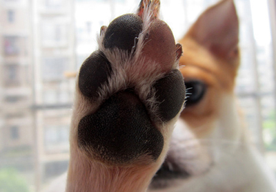 ��������ĥצ��