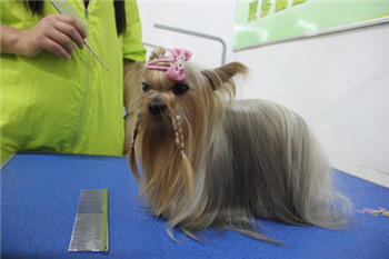 ��ʥ����ѵ����29�ڳ�������ʦ�ۺϰ����SPA�γ�