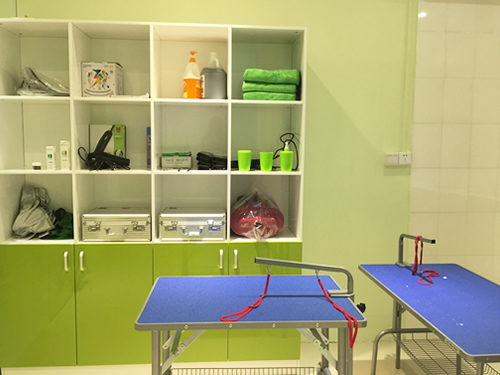 开宠物连锁店需要什么