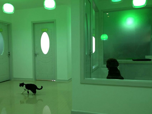 开宠物店赚钱么