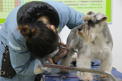 ��ʥ����ѵ����30�ڰ�ѩ��������ʵ����ϰ��