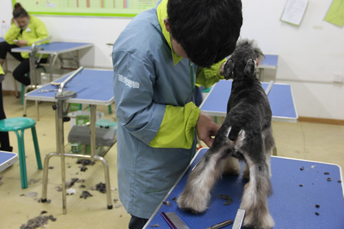 ��ʥ����ѵ����30�ڰ�ѩ��������ʵ����ϰ��